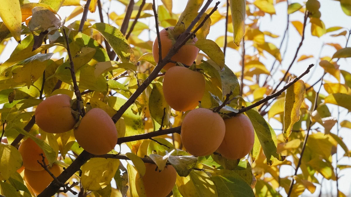 Cachi - Società Agricola Guidi