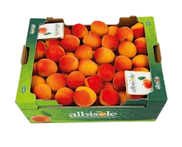 albicocche albisole