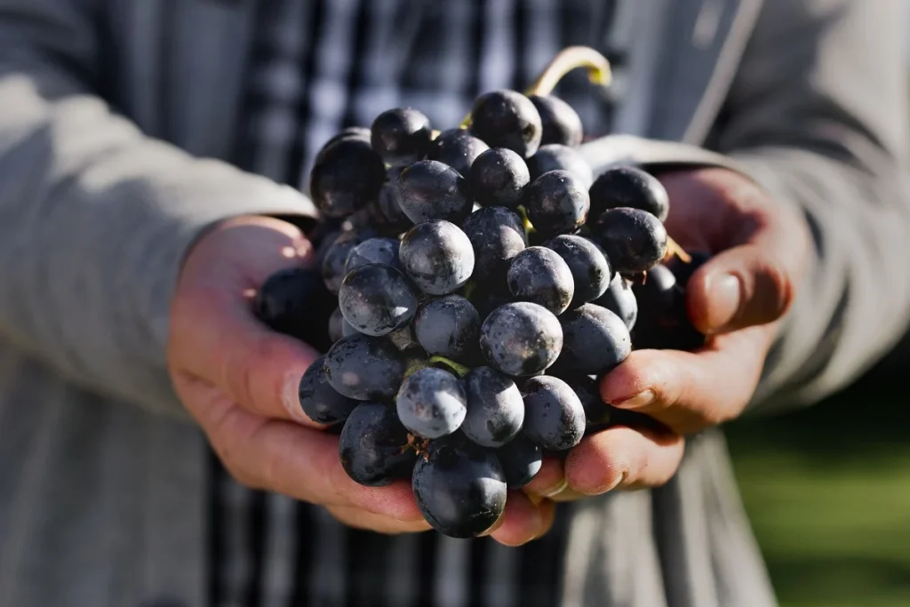 sangiovese vini romagna