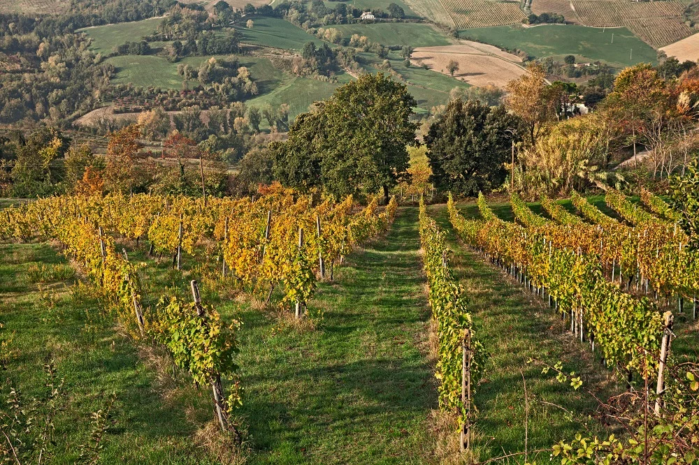 vitigni romagna